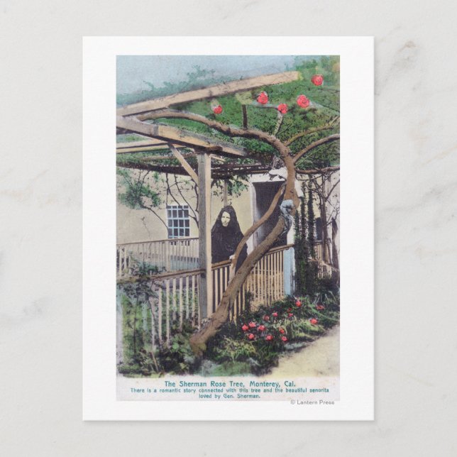 Ansicht der Sherman-Rose TreeMonterey, CA Postkarte (Vorderseite)