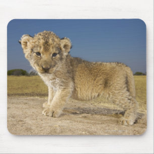 Ansicht des jungen Löwejungen (Panthera Löwe), Mousepad