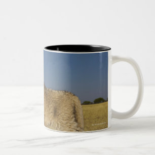 Ansicht des jungen Löwejungen (Panthera Löwe), Zweifarbige Tasse