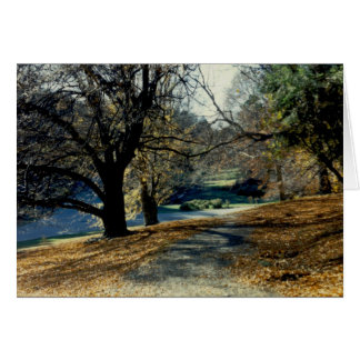 Ansicht durch Buchen-Waldung