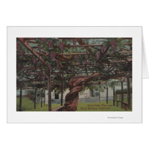 Ansicht einer riesigen Weinrebe