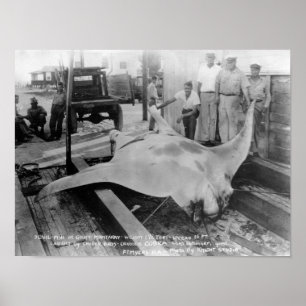 Ansicht eines Caught Manray Poster