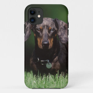 Ansicht eines Dapple-farbenen Dachshunds Case-Mate iPhone Hülle