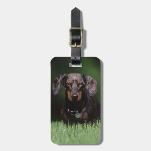 Ansicht eines Dapple-farbenen Dachshunds Gepäckanhänger