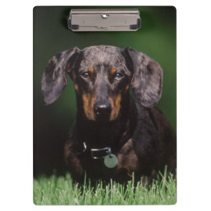 Ansicht eines Dapple-farbenen Dachshunds Klemmbrett