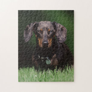 Ansicht eines Dapple-farbenen Dachshunds Puzzle