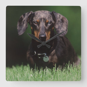 Ansicht eines Dapple-farbenen Dachshunds Quadratische Wanduhr