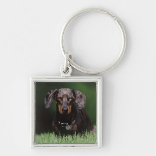 Ansicht eines Dapple-farbenen Dachshunds Schlüsselanhänger