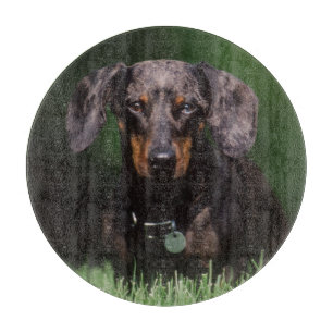 Ansicht eines Dappling-farbenen Dachshunds Schneidebrett