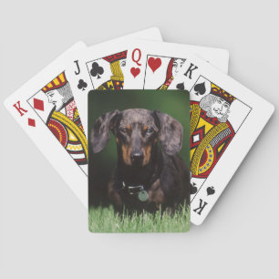Ansicht eines Dappling-farbenen Dachshunds Spielkarten