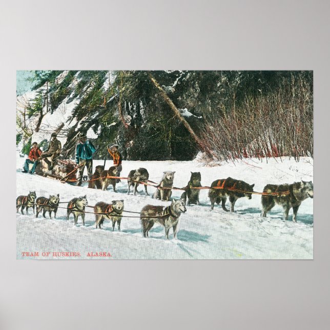 Ansicht eines Husky Dog-Sled Teams Poster (Vorne)