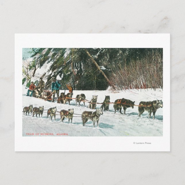Ansicht eines Husky Dog-Sled Teams Postkarte (Vorderseite)