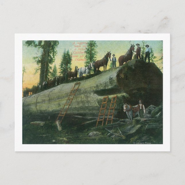 Ansicht eines Logging-Teams auf einem gefallenen R Postkarte (Vorderseite)