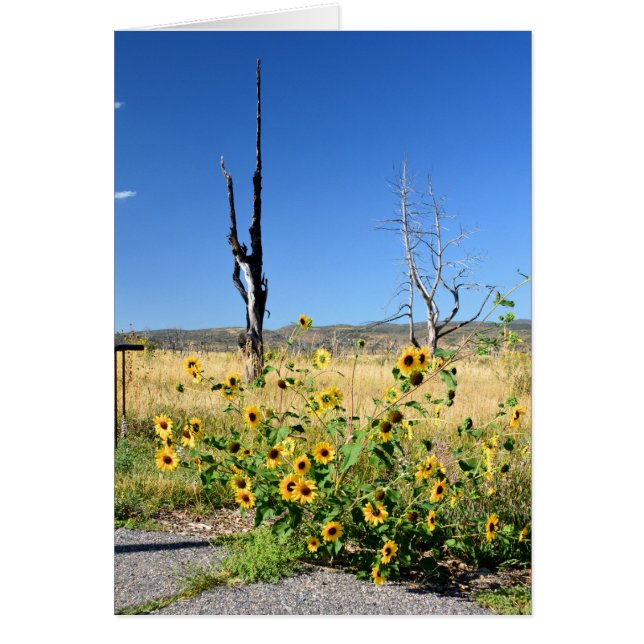 Ansicht MESAs Verde (Vorne)