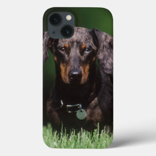 Ansicht von Dapple färbte Dackel Case-Mate iPhone Hülle