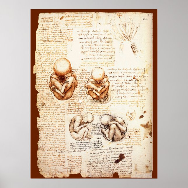 Ansichten eines Fetus in der Frau, Ob-Gyn Medical Poster (Vorne)