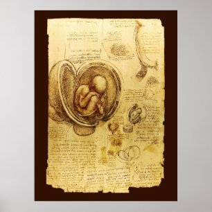 Ansichten eines Fetus in der Frau, Ob-Gyn Medical Poster