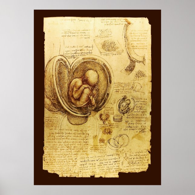 Ansichten eines Fetus in der Frau, Ob-Gyn Medical Poster (Vorne)