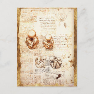 Ansichten eines Fetus in der Frau, Ob-Gyn Medical Postkarte