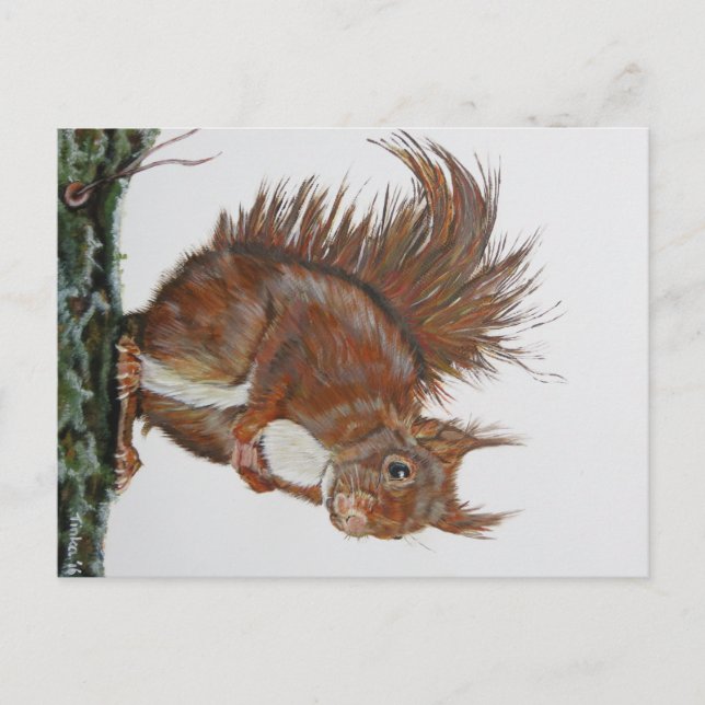 Ansichtkaart Eekhoorn. Postkarte (Vorderseite)