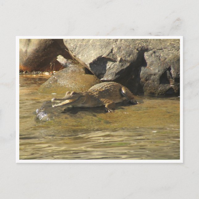 Ansichtskarte für Süßwasserkrokodile Postkarte (Vorderseite)