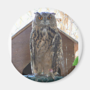 Anstarreneule Magnet