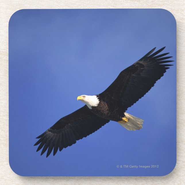 Ansteigender Weißkopfseeadler, Alaska Untersetzer (Vorderseite)