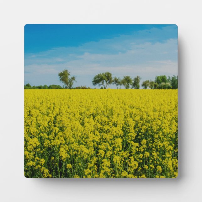 Anstrich von gelben Blumen Fotoplatte (Vorderseite)