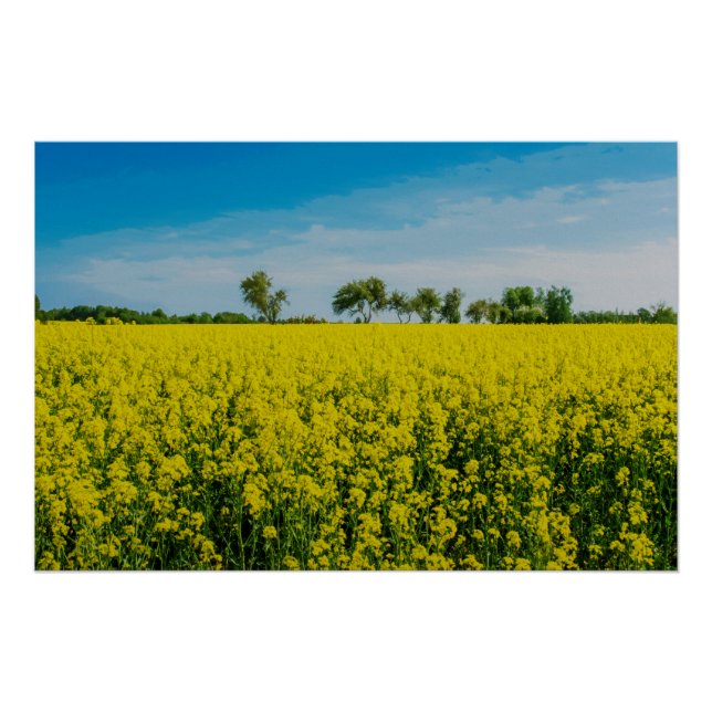 Anstrich von gelben Blumen Poster (Vorderseite)