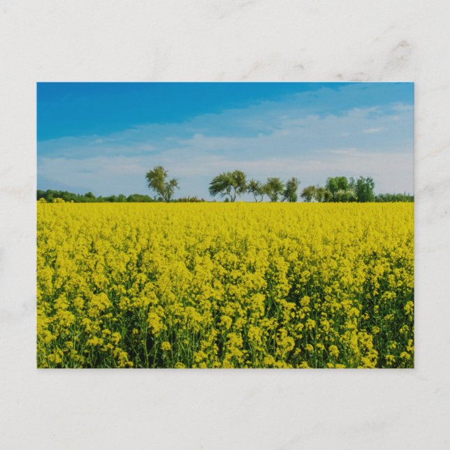Anstrich von gelben Blumen Postkarte (Vorderseite)