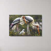 Anstrichene Storche und junge Nest,Keoladeo