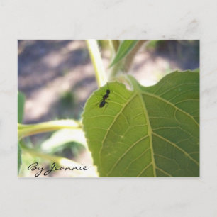Ant am Leaf Postkarte