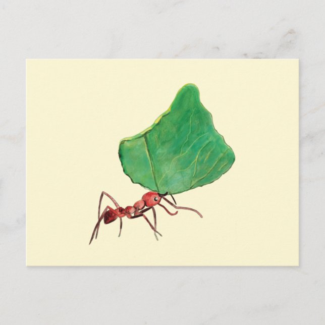 Ant Carry a Big Leaf Postkarte (Vorderseite)