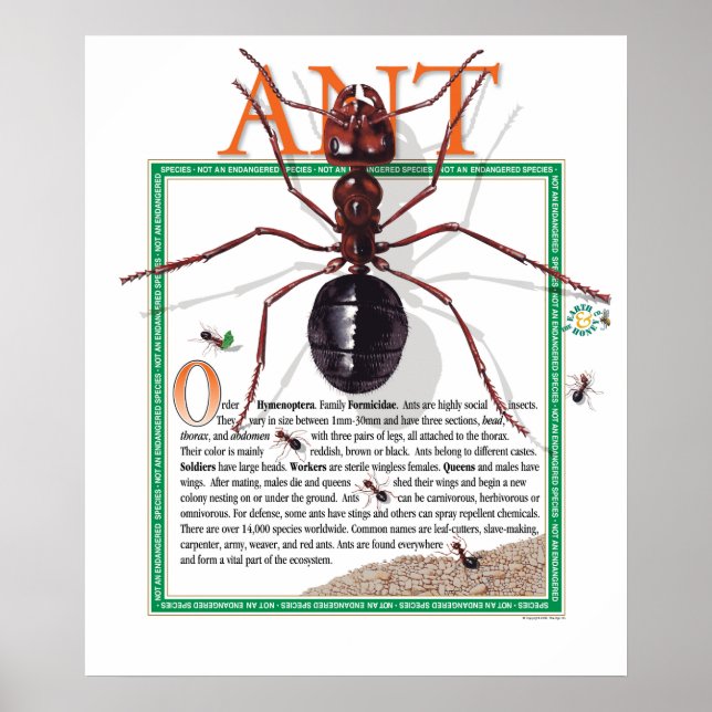 Ant Poster (Vorne)