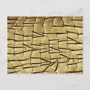 Ant - Vorderbein Postkarte