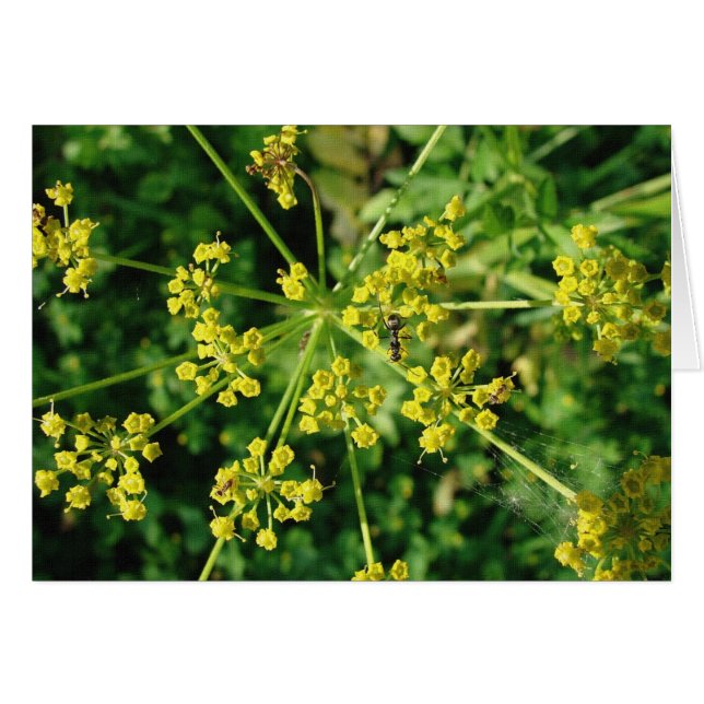 Ant, Web und Weed (Vorderseite (Horizontal))