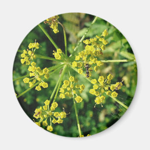 Ant, Web und Weed Magnet