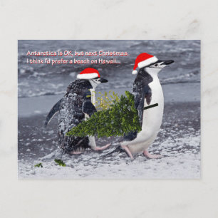 Antarctic Beach Weihnachtskarte Feiertagspostkarte