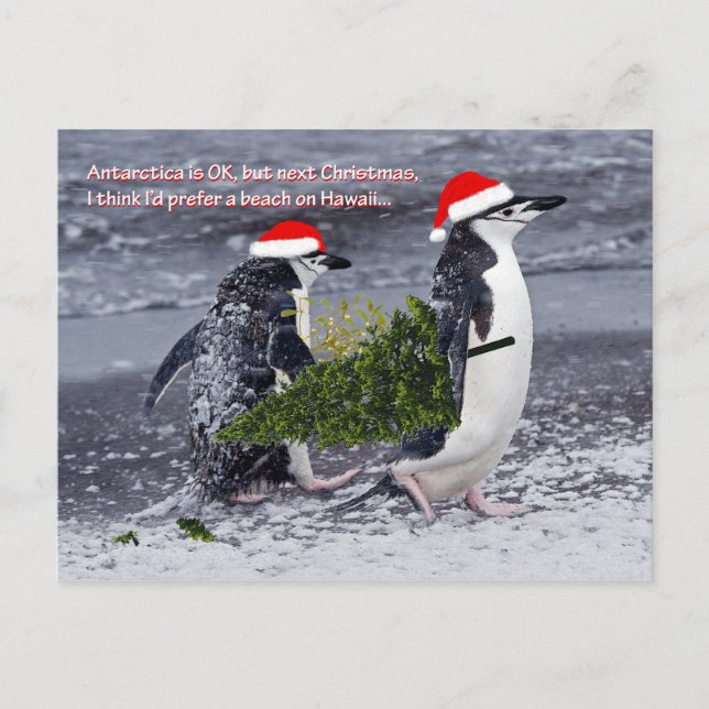 Antarctic Beach Weihnachtskarte Feiertagspostkarte (Vorderseite)