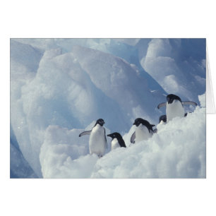 Antarctica. Adelie Pinguine