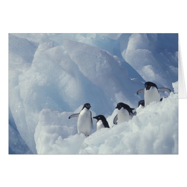 Antarctica. Adelie Pinguine (Vorderseite (Horizontal))