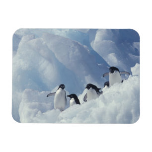 Antarctica. Adelie Pinguine Magnet