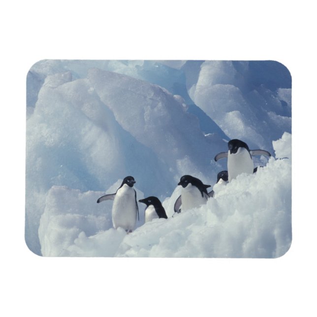 Antarctica. Adelie Pinguine Magnet (Horizontal)