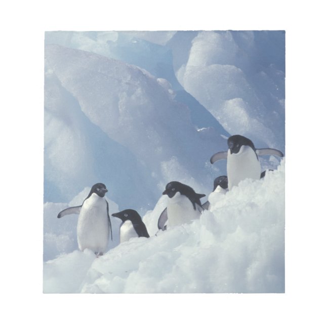 Antarctica. Adelie Pinguine Notizblock (Vorderseite)