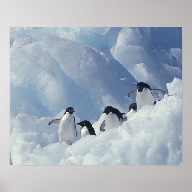 Antarctica. Adelie Pinguine Poster (Vorne)