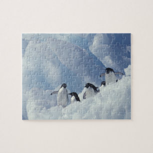 Antarctica. Adelie Pinguine Puzzle