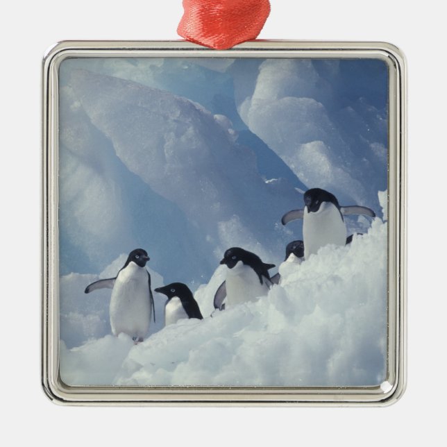 Antarctica. Adelie Pinguine Silbernes Ornament (Vorne)