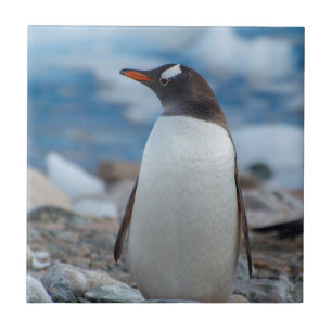 Antarctica. Neko Hafen. Gentoo Penguin Fliese