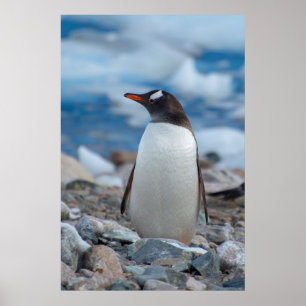 Antarctica. Neko Hafen. Gentoo Penguin Poster