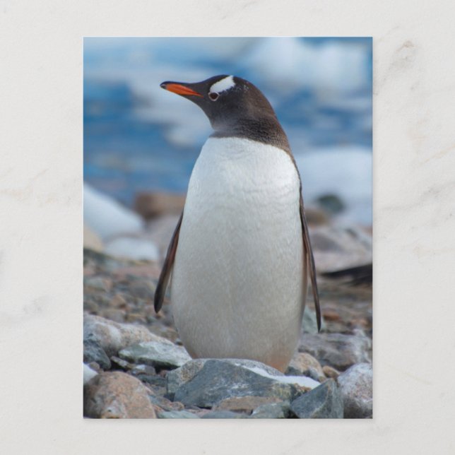 Antarctica. Neko Hafen. Gentoo Penguin Postkarte (Vorderseite)